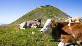 Vacas en el Faulhorn